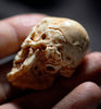 Deer Antler Decayed Chitipati Skull Bead - Holy Buyble