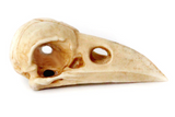 Deer Antler Raven Skull Bead