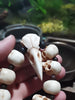 Deer Antler Raven Skull Bead