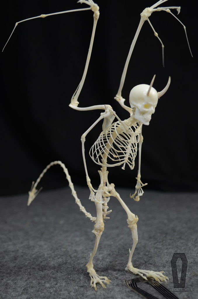 Devil Skeleton Skull