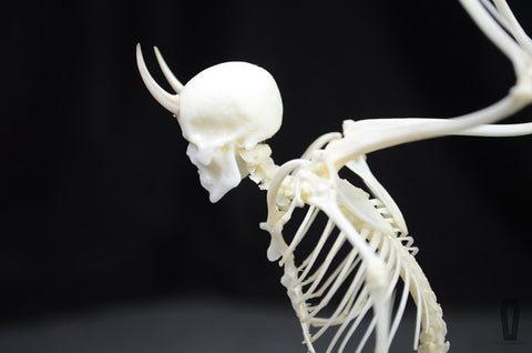 Fallen Angel Skeleton Necklace