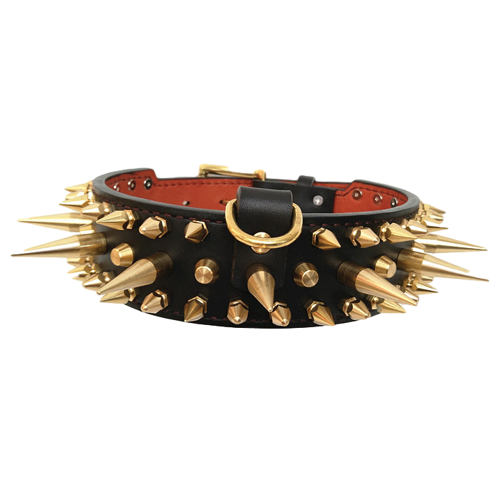 Golden Spikes Genuine Leather Dog Collar - Holy Buyble