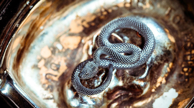 Snake Pendant Key Ring Large - Holy Buyble
