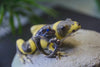 Blue Eyed Smiling Baby Gecko Ring - Holy Buyble